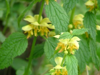 Lamiastrum galeobdolon subsp. galeobdolonGele dovenetel bestellen